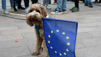 Programul „adu-ți câinele la birou” le dă voie europarlamentarilor să își aducă animalul de companie la muncă