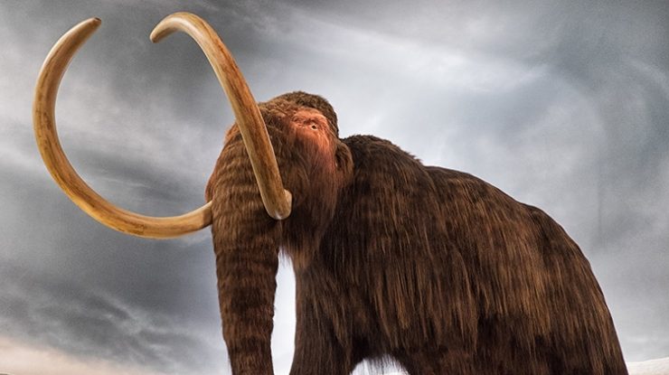 Jurassic Park devine realitate. A.I. ar putea să readucă la viață mamutul, diavolul Tasmanian și pasărea Dodo