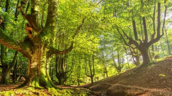 Greenpeace: Producători Ikea se aprovizionează cu lemn din ultimele păduri naturale ale Carpaților. Ikea Group a răspuns pentru Aleph News