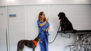 Un spital din Spania ridică moralul pacienților de la ATI cu ajutorul unor câini. Cum le schimbă patrupezii starea emoțională
