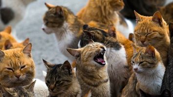 Ai pisici înainte de 25 de ani? Te paște schizofrenia! Ce au descoperit cercetătorii