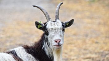 Începe programul ,,Prima Capră”. Primarul unei insule italiene oferă capre gratis oricui este interesat