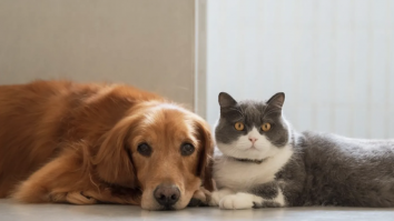 Un cuplu din Nisa, care locuia cu 159 de pisici și 7 câini, a primit interdicție pe viață să mai dețină animale de companie