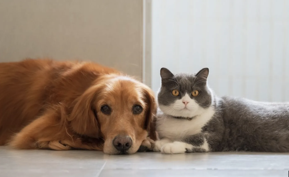 Un cuplu din Nisa, care locuia cu 159 de pisici și 7 câini, a primit interdicție pe viață să mai dețină animale de companie