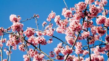 Prognoza meteo pentru luna aprilie: temperaturile medii vor fi mai mari decât cele normale