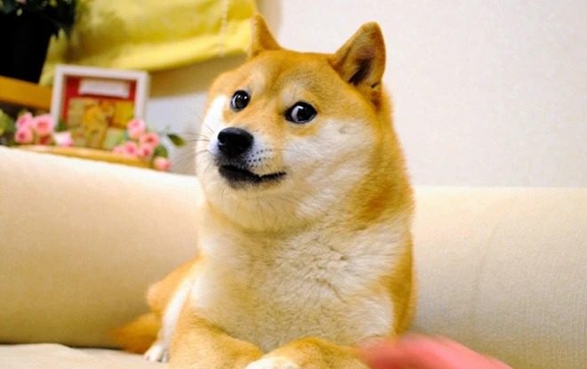 A murit Kabosu, celebra cățelușă care a inspirat meme-ul Doge