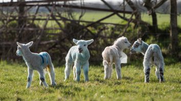 4 oi au fost înscrise într-o școală din Franța. Ce explicație are instituția