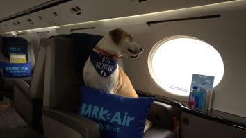 BARK Air, prima companie aeriană din lume pentru câini. Ce își propune compania
