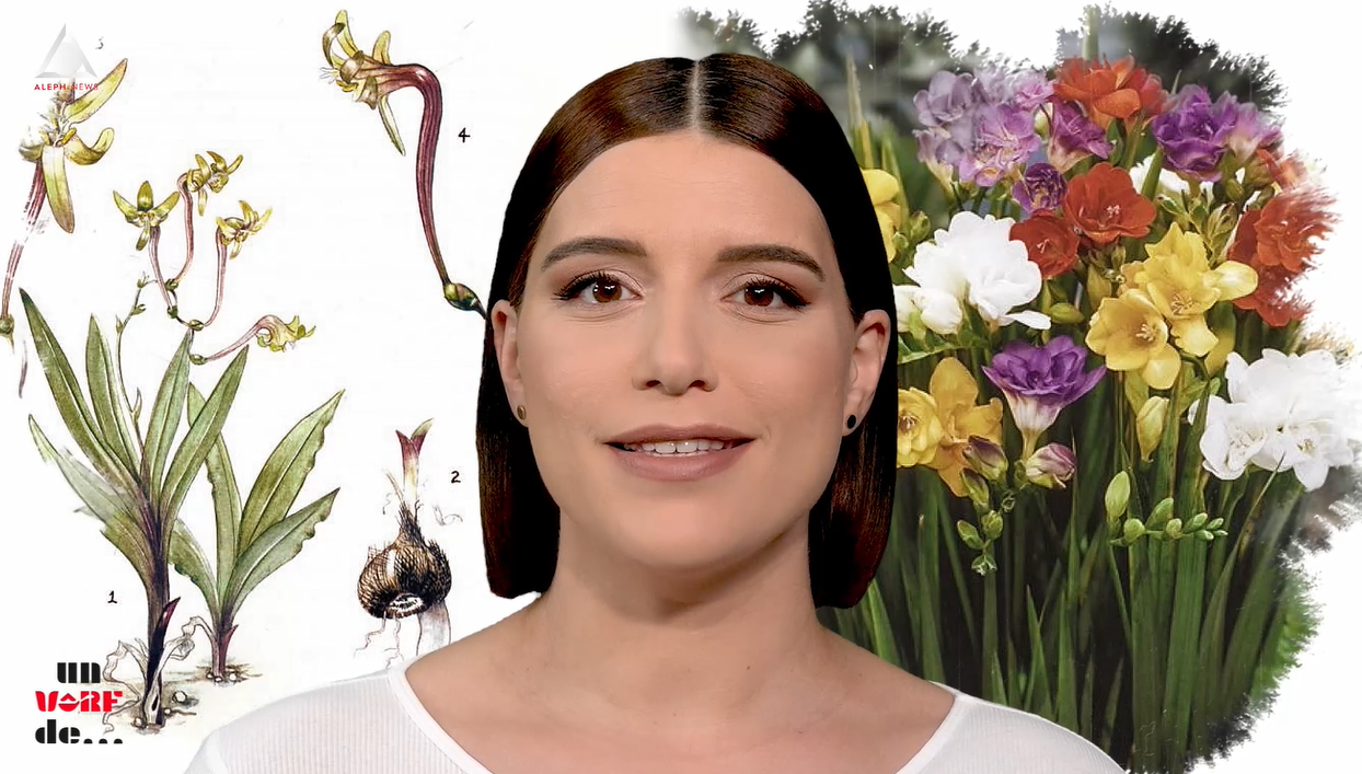 Un vârf de…Frezie