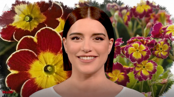 Un vârf de…Primula