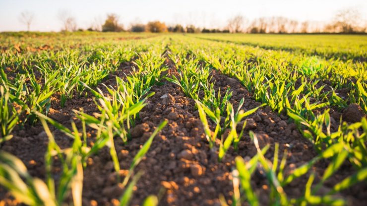 Ce vor fermierii români de la Uniunea Europeană? Problemele întâmpinate de agricultorii români l-au determinat pe Comisarul UE să vină pe teren