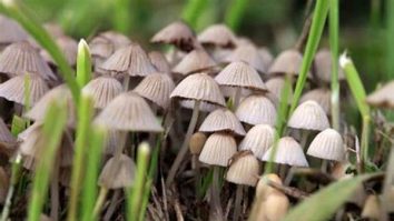 STUDIU. Ciupercile magice sunt eficiente pentru tratarea depresiei. Ce spun cercetătorii