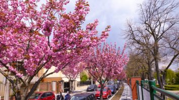 Unde se află cea mai frumoasă stradă din Europa? Aleea dintr-un oraș din România este o adevărată operă de artă florală
