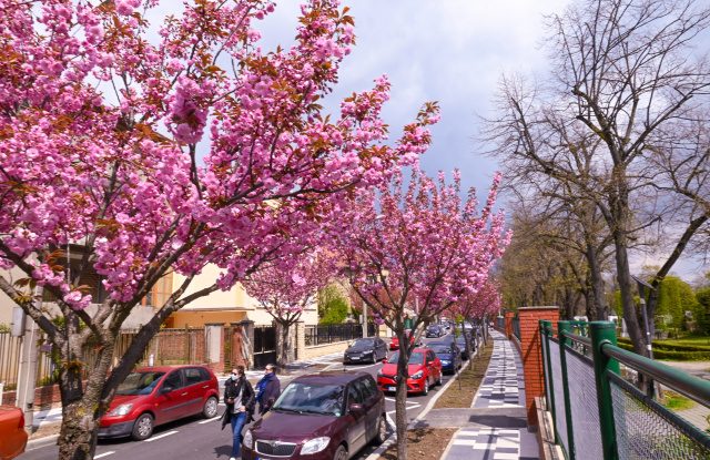 Unde se află cea mai frumoasă stradă din Europa? Aleea dintr-un oraș din România este o adevărată operă de artă florală