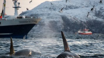 Care sunt motivele pentru care balenele ucigașe atacă bărci în Marea Mediterană și în Atlantic? Cercetătorii au găsit explicația