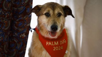 Câinii sunt premiați la Cannes. Kodi, un Griffon metis care joacă în „Le proces du chien”, a fost premiat cu distincția Palm Dog