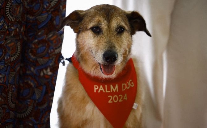 Câinii sunt premiați la Cannes. Kodi, un Griffon metis care joacă în „Le proces du chien”, a fost premiat cu distincția Palm Dog