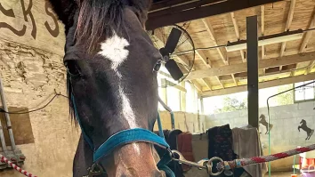 Un cal din Carolina de Nord pictează tablouri cu ajutorul unui morcov