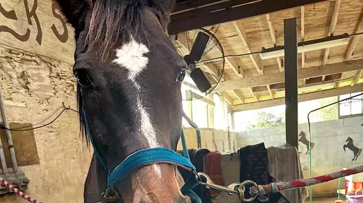 Un cal din Carolina de Nord pictează tablouri cu ajutorul unui morcov