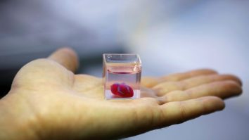 Cercetătorii obțin mini inimi umane folosind celule stem. Cum funcționează organoizii inimii