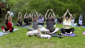 Yoga devine mai fun. Americanii au adus la cursuri 3 porci, 2 iepuri și o capră