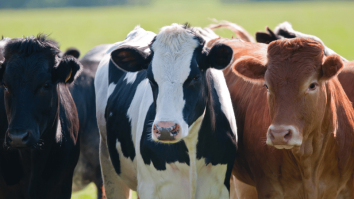 Noul truc în materie de frumusețe: Femeile folosesc o cremă destinată pentru hidratarea ugerului vacii