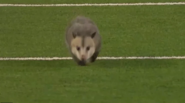 VIDEO. Un raton intră în istoria meciurilor de fotbal. Animalul a stat pe teren 161 de secunde, fără să fie prins