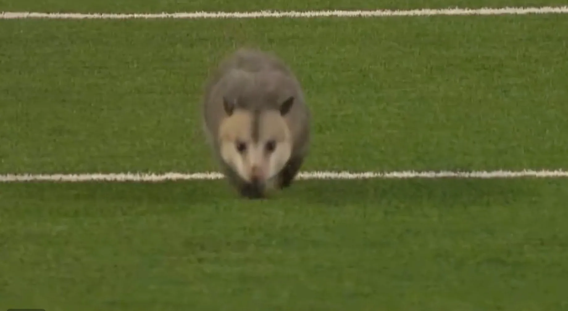 VIDEO. Un raton intră în istoria meciurilor de fotbal. Animalul a stat pe teren 161 de secunde, fără să fie prins