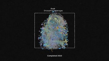 Cercetătorii de la Harvard au folosit tehnologia Google pentru a mapa creierul unei muște