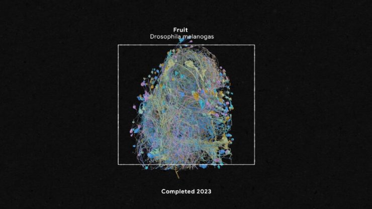 Cercetătorii de la Harvard au folosit tehnologia Google pentru a mapa creierul unei muște