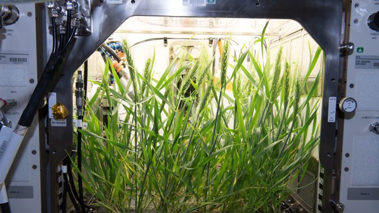 Un start-up vrea să crească legume în spațiu în 2026. Grădina vegetală va fi instalată pe prima stație spațială comercială din lume