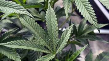 Joe Biden declasifică marijuana. Când va intra în vigoare legea