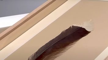 O pană a unei păsări huia a stabilit un record mondial la o licitaţie desfăşurată în Noua Zeelandă. La ce preț s-a vândut