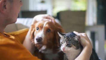 Cercetătorii americani folosesc Inteligența Artificială pentru a înțelege animalele