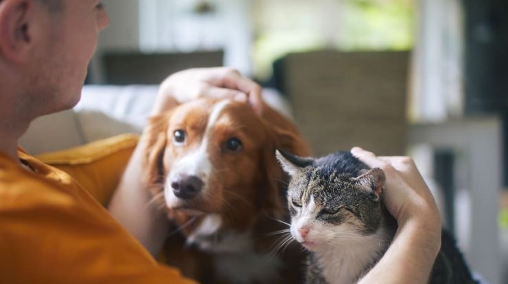 Cercetătorii americani folosesc Inteligența Artificială pentru a înțelege animalele