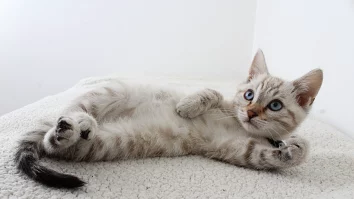 Un bărbat din Suceava a primit o amendă în valoare de 3.000 de lei, după ce a abandonat 3 pui de pisică pe stradă