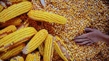 Ministrul Agriculturii: România și-ar putea crește de 5 ori producția de porumb, după 2027. Ce impact au investițiile în irigații