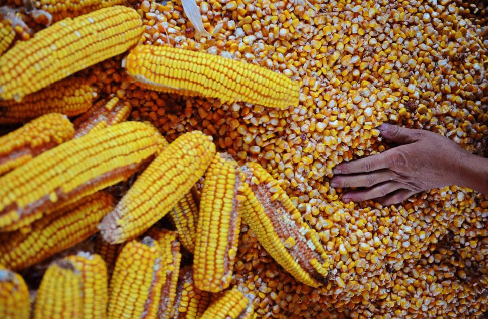 Ministrul Agriculturii: România și-ar putea crește de 5 ori producția de porumb, după 2027. Ce impact au investițiile în irigații