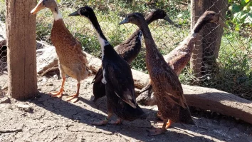 Rațele alergătoare indiene sunt folosite și în România pentru a alunga insectele de pe culturi. Într-o săptămână curăță 1.200 mp de grădină