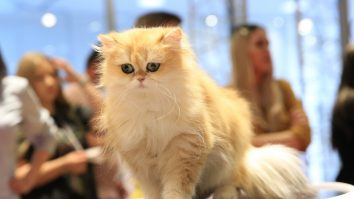 SofistiCAT, evenimentul dedicat iubitorilor de pisici te așteaptă astăzi la București. Peste 200 de feline vor fi prezente