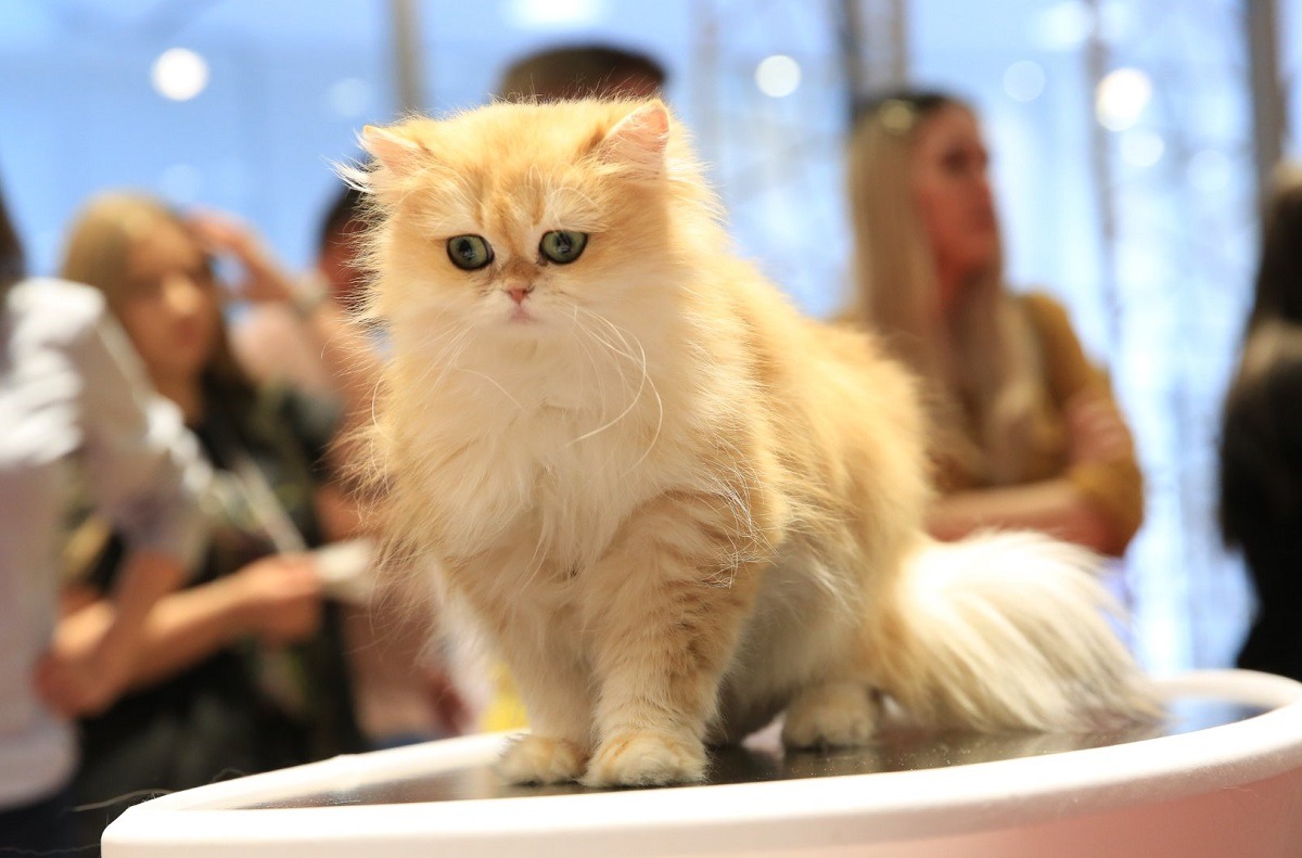 SofistiCAT, evenimentul dedicat iubitorilor de pisici te așteaptă astăzi la București. Peste 200 de feline vor fi prezente
