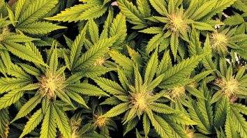 Europa se confruntă cu un nivel ridicat al consumului de droguri