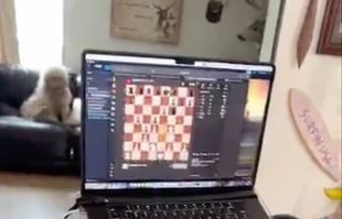 Noland Arbaugh, prima persoană cu un implant cerebral dezvoltat de Elon Musk poate opera un computer cu puterea minții