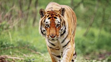 Sateliții NASA monitorizează habitatele animalelor care sunt în pericol. Ce rezultat au aceste programe asupra conservării faunei