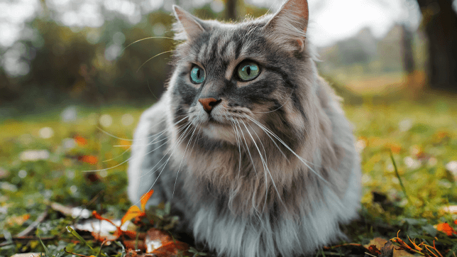 „CatsMe!”, aplicația care poate detecta durerea la pisici