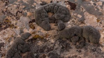 Oamenii de știință au descoperit un mușchi de deșert care „ar putea supraviețui pe Marte”