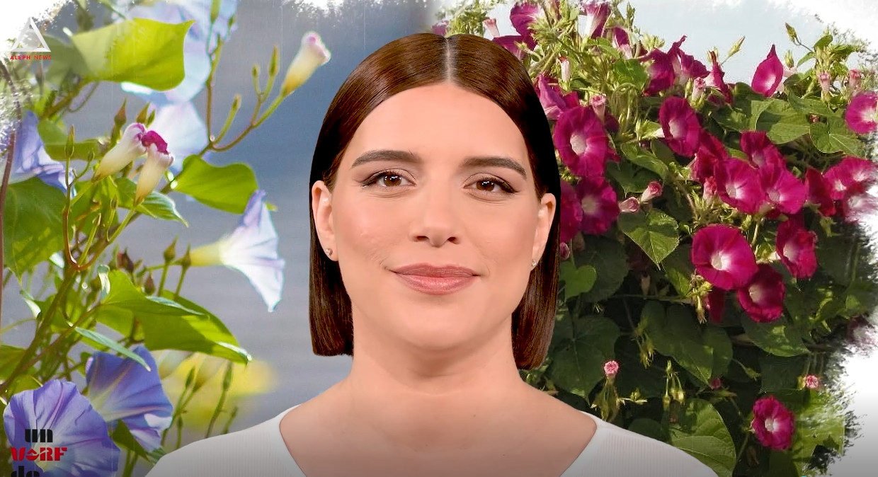 Un vârf de…Zorele