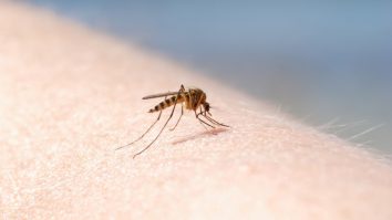 Țânțarii tigru se află în spatele creșterii febrei dengue în Europa. Ce avertizează ECDC