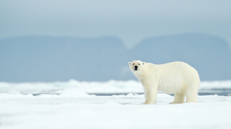 Cum readucem gheața în cercul Arctic? Un start-up olandez vrea să recreeze gheață