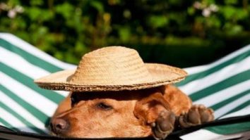 Cum îți ferești animalele de caniculă? Specialiștii spun că ar trebui să eviți plimbările lungi pe timpul zilei